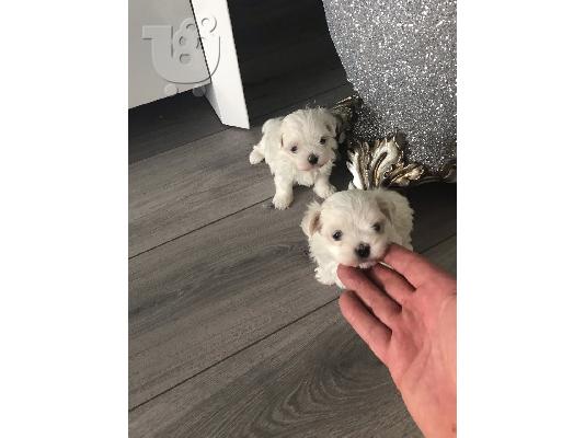 PoulaTo: Κουτάβι Malti Poo προς πώληση